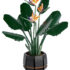Paradijsvogelplant a